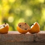 Pianta repellenti per zanzare in giardino, con foglie verdi e fiori colorati.