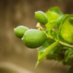 Limone in vaso con frutti maturi, ideale per una coltivazione tutto l'anno.
