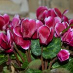 Ciclamino fiorito con foglie verdi, simbolo di cura e innaffiatura corretta per una lunga fioritura.