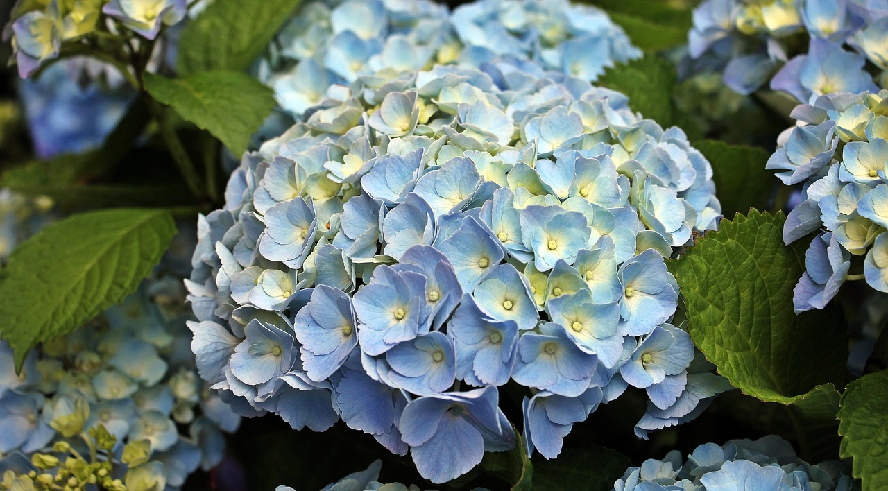 Ortensie blu in fiore, evidenziando la tecnica dell'acqua fredda per fiori più grandi.