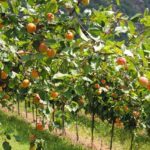 Alberi da frutto rigogliosi con frutti maturi, evidenziando l'importanza del concime naturale per un raccolto abbondante.