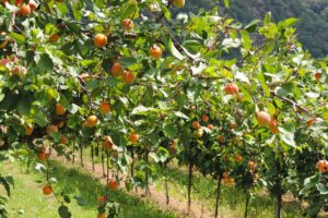 Alberi da frutto rigogliosi con frutti maturi, evidenziando l'importanza del concime naturale per un raccolto abbondante.