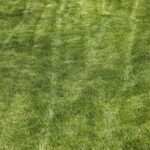 Prato ingiallito con zone secche, suggerimenti per il recupero e cura del prato.