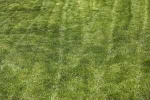 Prato ingiallito con zone secche, suggerimenti per il recupero e cura del prato.