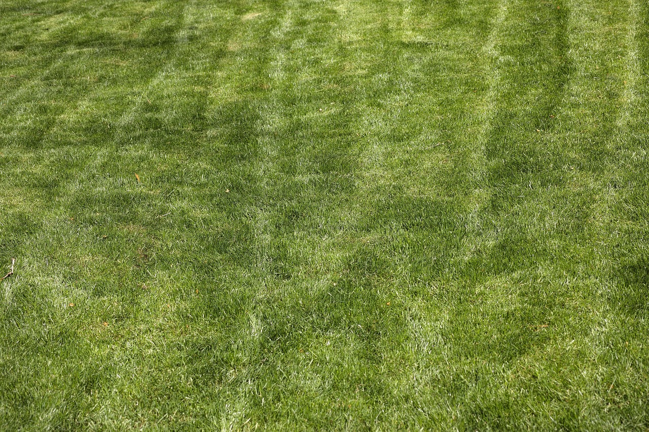 Prato ingiallito con zone secche, suggerimenti per il recupero e cura del prato.