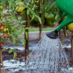 Sistema di irrigazione per orto con tubi e gocce d'acqua su piante verdi.