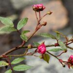 Una pianta di rose senza fiori, evidenziando foglie verdi e rami.