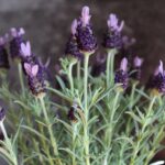 Lavanda in vaso fiorita con foglie verdi, ideale per un'estate profumata.