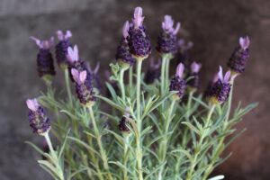 Lavanda in vaso fiorita con foglie verdi, ideale per un'estate profumata.