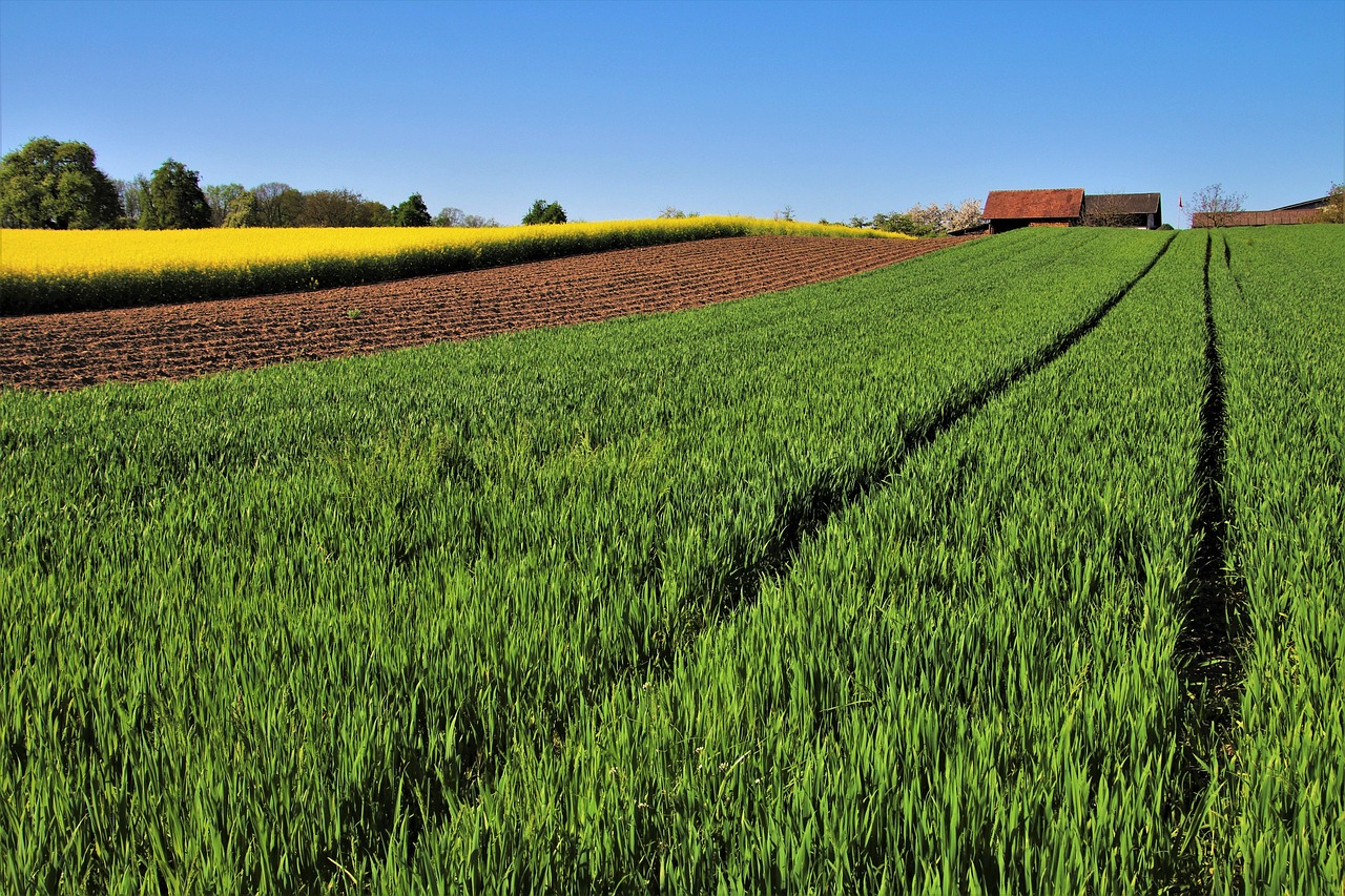 Campo agricolo con piante diverse in rotazione per preservare la fertilità del terreno.