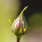 Rose infestate da parassiti, evidenziando danni e necessità di controllo entro metà luglio.