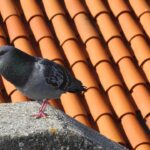 Immagine di un metodo naturale per allontanare i piccioni utilizzando colori specifici.