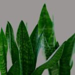 Sanseveria innaffiata correttamente con metodo innovativo, pianta sana e rigogliosa.