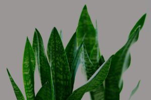 Sanseveria innaffiata correttamente con metodo innovativo, pianta sana e rigogliosa.