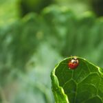 Insetti utili nell'orto, come api e coccinelle, essenziali per l'equilibrio naturale e la salute delle piante.