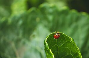 Insetti utili nell'orto, come api e coccinelle, essenziali per l'equilibrio naturale e la salute delle piante.