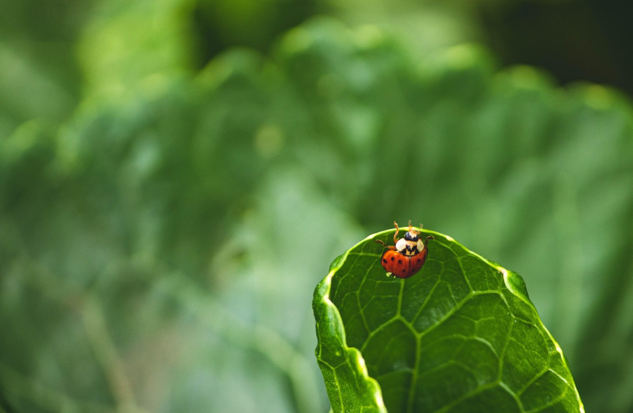Insetti utili nell'orto, come api e coccinelle, essenziali per l'equilibrio naturale e la salute delle piante.