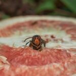 Giardino con rimedi naturali per allontanare calabroni, piante e materiali utilizzati.