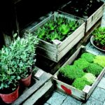 Giardiniere che annaffia piante fiorite in un orto rigoglioso.