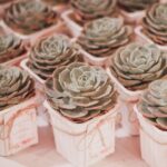 Piante grasse segnaposto colorate per eventi, ideali per sorprendere gli invitati e risparmiare.