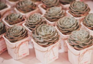 Piante grasse segnaposto colorate per eventi, ideali per sorprendere gli invitati e risparmiare.