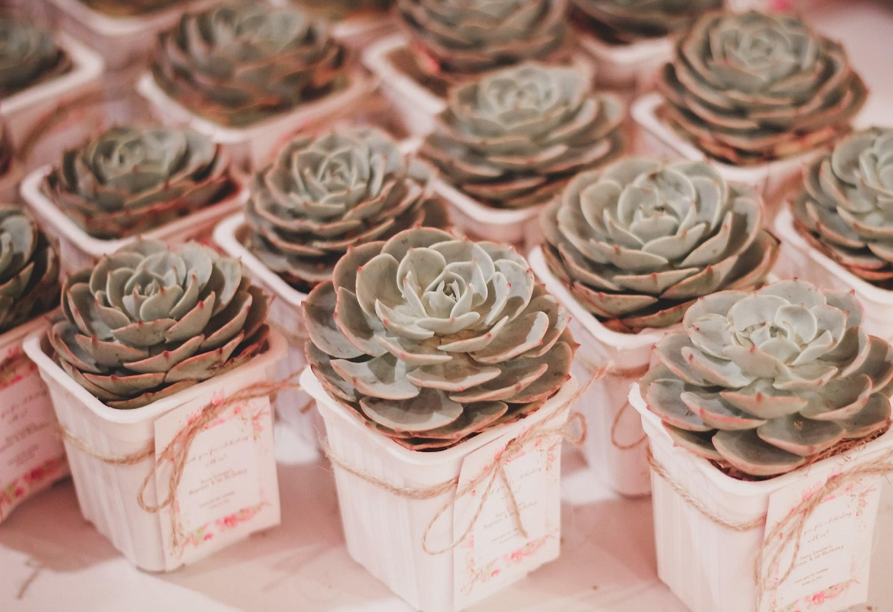 Piante grasse segnaposto colorate per eventi, ideali per sorprendere gli invitati e risparmiare.