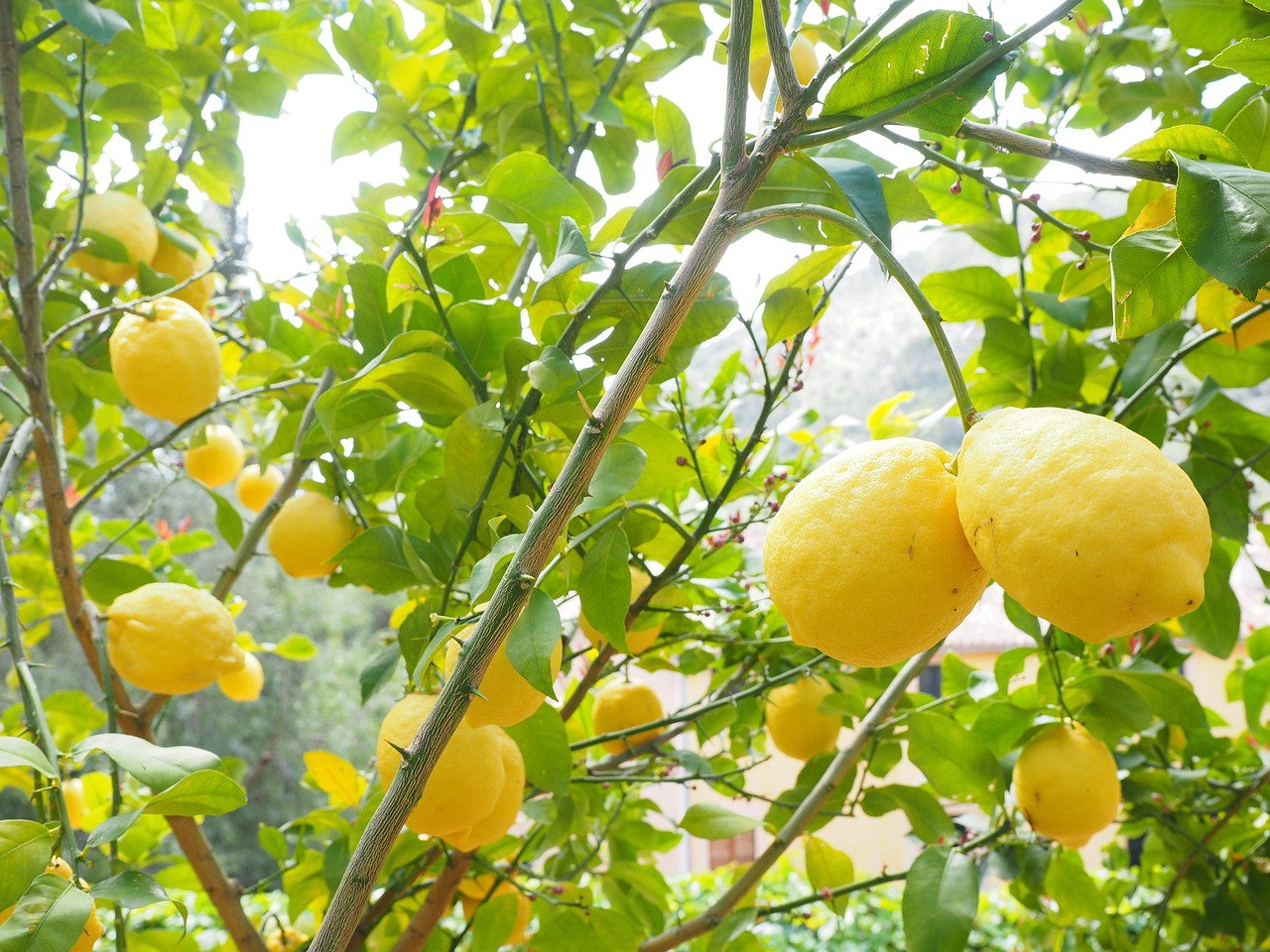 Limone rigoglioso con fiori bianchi e foglie verdi, simbolo di cura e concimazione ottimale.