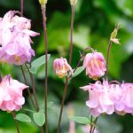 Aiuola fiorita con diverse piante colorate e rigogliose in un giardino soleggiato.