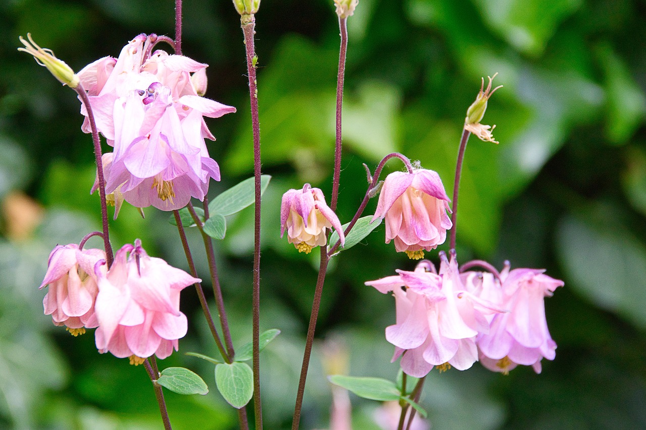 Aiuola fiorita con diverse piante colorate e rigogliose in un giardino soleggiato.