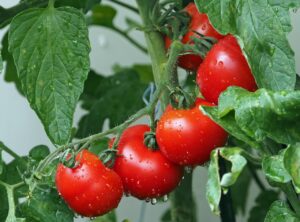 Pomodori in un orto, con un cartello che indica la data di semina consigliata.