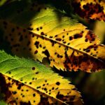 Giardino con piante sane, tecniche di prevenzione per malattie fungine visibili.