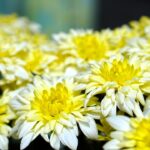 Crisantemi in vaso pronti per il trapianto, con boccioli verdi in crescita per ottobre.