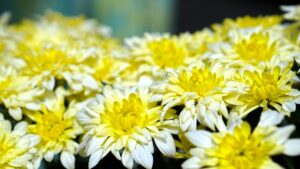 Crisantemi in vaso pronti per il trapianto, con boccioli verdi in crescita per ottobre.